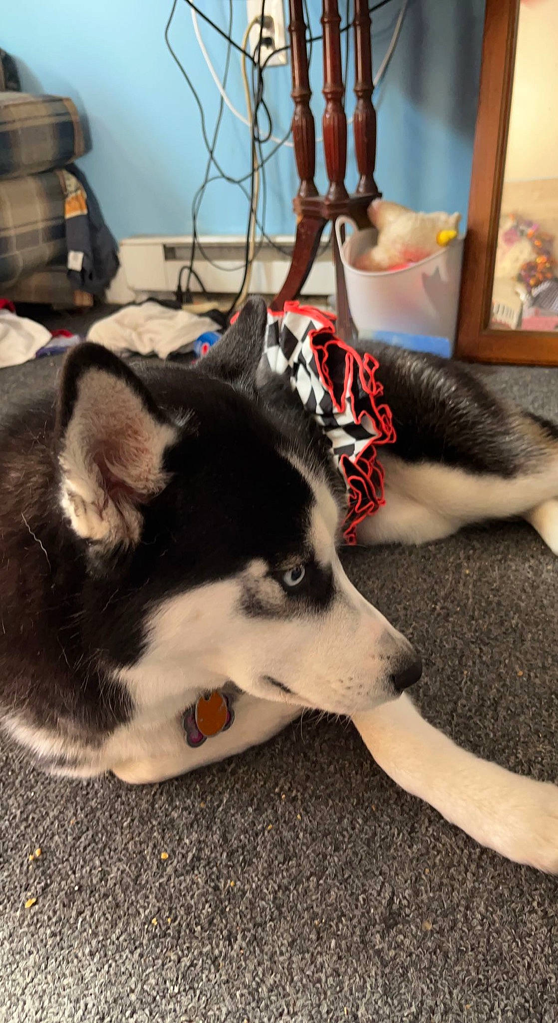 Winter joined the competition — help win amazing prizes! bag, canidae, canis, carnivore, comfort, companion_dog, dog, dog_breed, flooring, foot, fur, herding_dog, luggage_and_bags, room, sled_dog, snout, sporting_group, terrestrial_animal, working_animal, working_dog