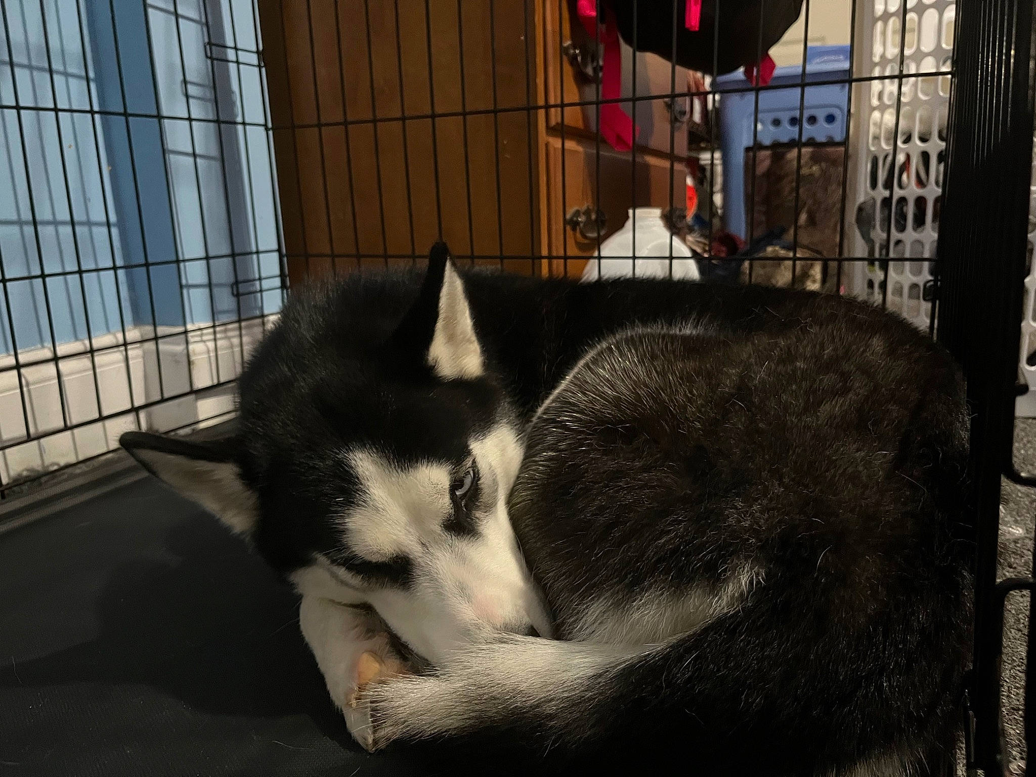 Winter joined the competition — help win amazing prizes! animal_shelter, cage, canidae, canis, carnivore, companion_dog, dog, dog_breed, fur, hat, non_sporting_group, pet_supply, recreation, siberian_husky, sled_dog, snout, sporting_group, terrestrial_animal, working_animal, working_dog