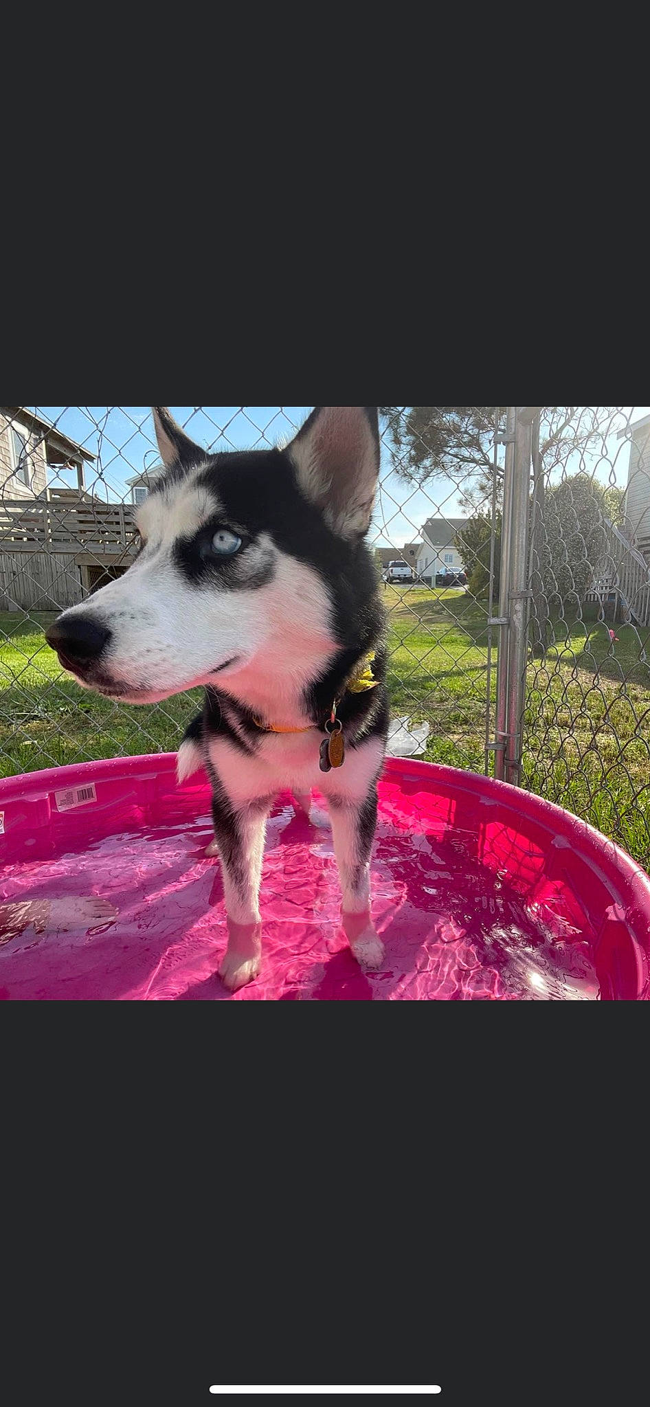 Winter is registered to the contest to win money with this photo: canidae, carnivore, collar, companion_dog, dog, dog_breed, fur, grass, herding_dog, magenta, paw, pet_supply, plant, puppy, recreation, sky, sporting_group, tree, working_animal, working_dog