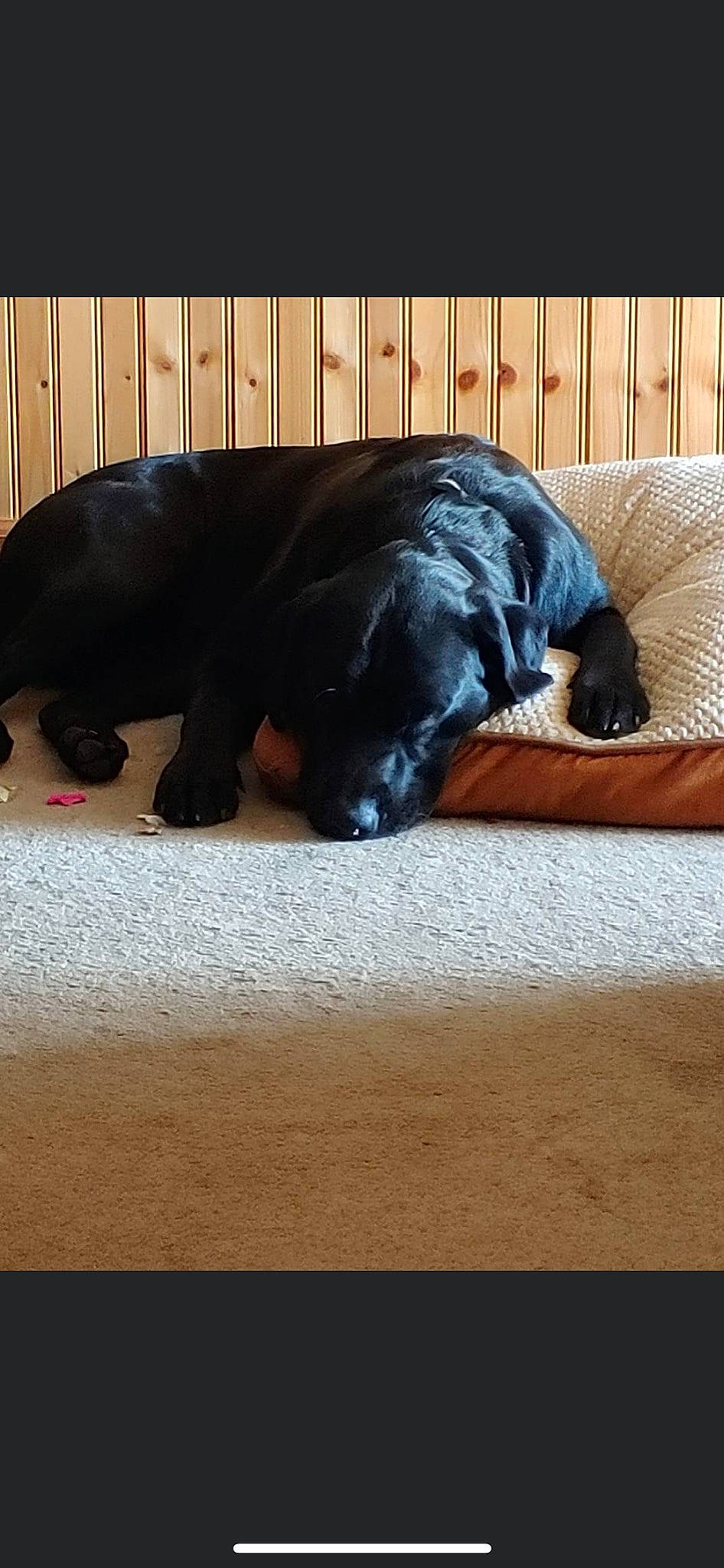 Drake joined the competition — help win amazing prizes! borador, carnivore, comfort, companion_dog, dog, dog_breed, flooring, fur, guard_dog, hardwood, liver, nap, retriever, room, sporting_group, tail, terrestrial_animal, tints_and_shades, whiskers, working_animal