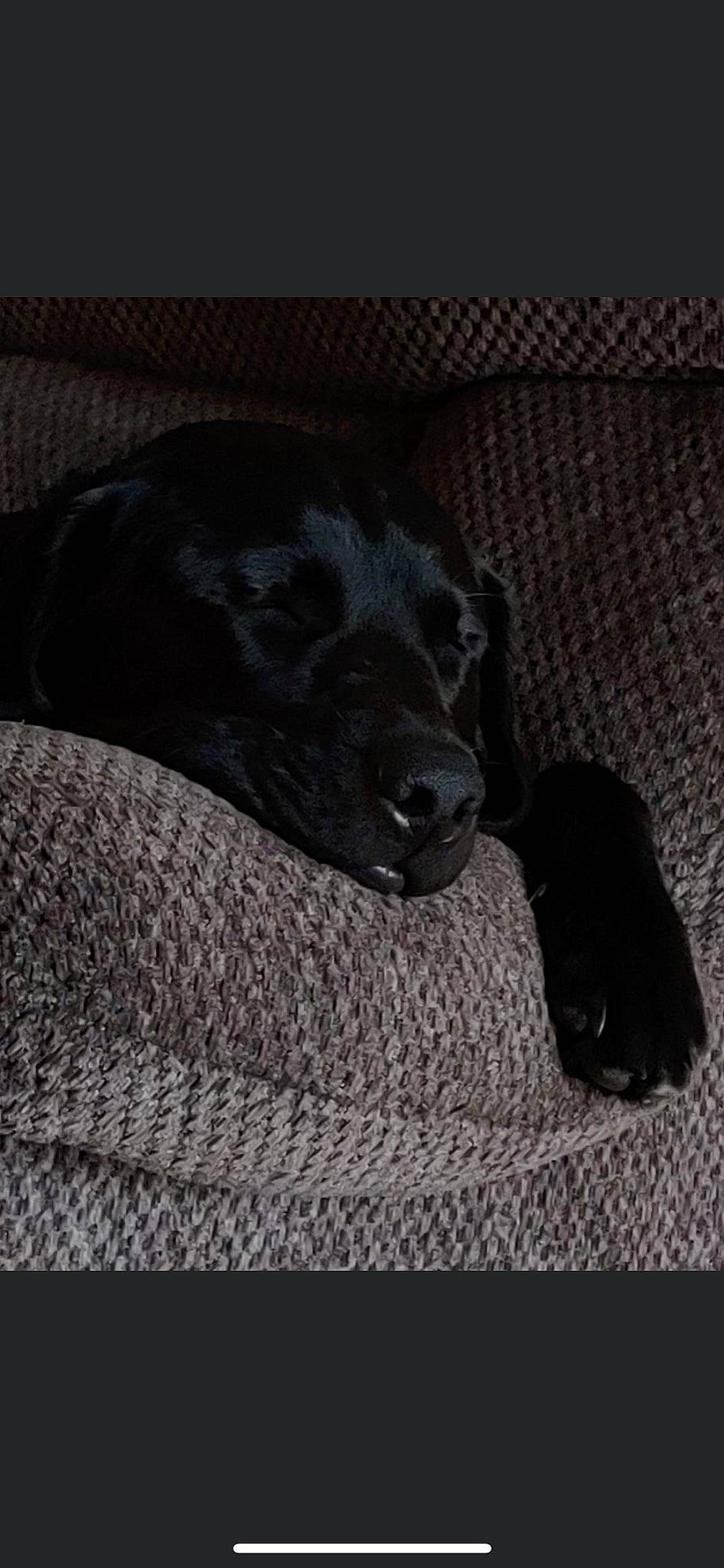 Drake joined the competition — help win amazing prizes! borador, canidae, carnivore, comfort, companion_dog, dog, dog_breed, fur, grey, guard_dog, gun_dog, monochrome_photography, non_sporting_group, snout, sporting_group, terrestrial_animal, whiskers, working_animal