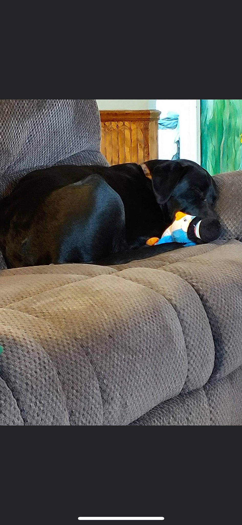 Drake is registered to the contest to win money with this photo: canidae, carnivore, comfort, companion_dog, couch, dog, dog_breed, fawn, flooring, fur, grass, house, human_leg, living_room, snout, sporting_group, studio_couch, tail, tints_and_shades, wood