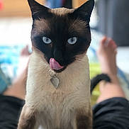 Némo participe au concours pour gagner de l'argent avec cette photo : cat, siamese_cat, blue_eyes, pet, tongue_out, playful, indoor, blurred_background, person_legs, fur, animal, domestic_cat, whiskers, collar, tag, cute, close_up, sitting, front_view, feline