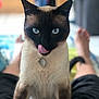 cat, siamese_cat, blue_eyes, pet, tongue_out, playful, indoor, blurred_background, person_legs, fur, animal, domestic_cat, whiskers, collar, tag, cute, close_up, sitting, front_view, feline
