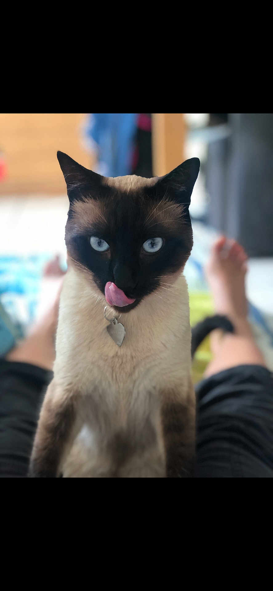 Némo participe au concours pour gagner de l'argent avec cette photo : cat, siamese_cat, blue_eyes, pet, tongue_out, playful, indoor, blurred_background, person_legs, fur, animal, domestic_cat, whiskers, collar, tag, cute, close_up, sitting, front_view, feline