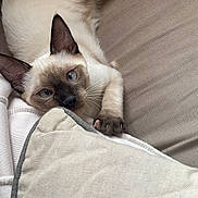 Joy a rejoint le concours — aidez-le/la à gagner de superbes lots ! cat, siamese_cat, pet, animal, feline, blue_eyes, brown_face, white_fur, lying_down, relaxed, couch, blanket, pillow, indoors, home, portrait, close_up, whiskers, paws, cute