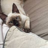 cat, siamese_cat, pet, animal, feline, blue_eyes, brown_face, white_fur, lying_down, relaxed, couch, blanket, pillow, indoors, home, portrait, close_up, whiskers, paws, cute