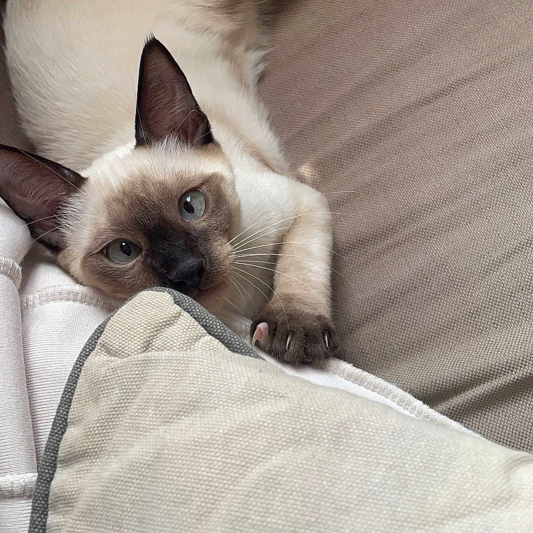 Joy a rejoint le concours — aidez-le/la à gagner de superbes lots ! cat, siamese_cat, pet, animal, feline, blue_eyes, brown_face, white_fur, lying_down, relaxed, couch, blanket, pillow, indoors, home, portrait, close_up, whiskers, paws, cute