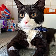Bean is registered to the contest to win money with this photo: animal, black_and_white, cat, close_up, countertop, curious, domestic_cat, eyes, feline, fur, household, indoor, kitchen, mammal, pet, pink_nose, portrait, relaxed, tuxedo_cat, whiskers