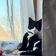 Bean joined the competition — help win amazing prizes! cat, black_and_white, windowsill, curtains, indoor, pet, animal, relaxed, feline, natural_light, soft_light, domestic_cat, whiskers, paws, collar, resting, close_up, window, home, cozy