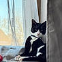 cat, black_and_white, windowsill, curtains, indoor, pet, animal, relaxed, feline, natural_light, soft_light, domestic_cat, whiskers, paws, collar, resting, close_up, window, home, cozy