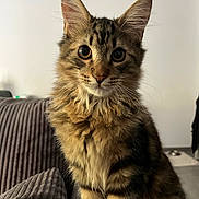 Yuzu a rejoint le concours — aidez-le/la à gagner de superbes lots ! cat, kitten, tabby, fluffy, indoor, pet, animal, feline, whiskers, ears, couch, cozy, fur, closeup, sitting, curious, young, domestic, mammal, portrait