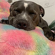 Artemis is registered to the contest to win money with this photo: dog, sleeping, blanket, fluffy, rainbow, cozy, pet, animal, resting, indoor, cute, closeup, paw, snout, fur, napping, relaxation, comfort, home, calm