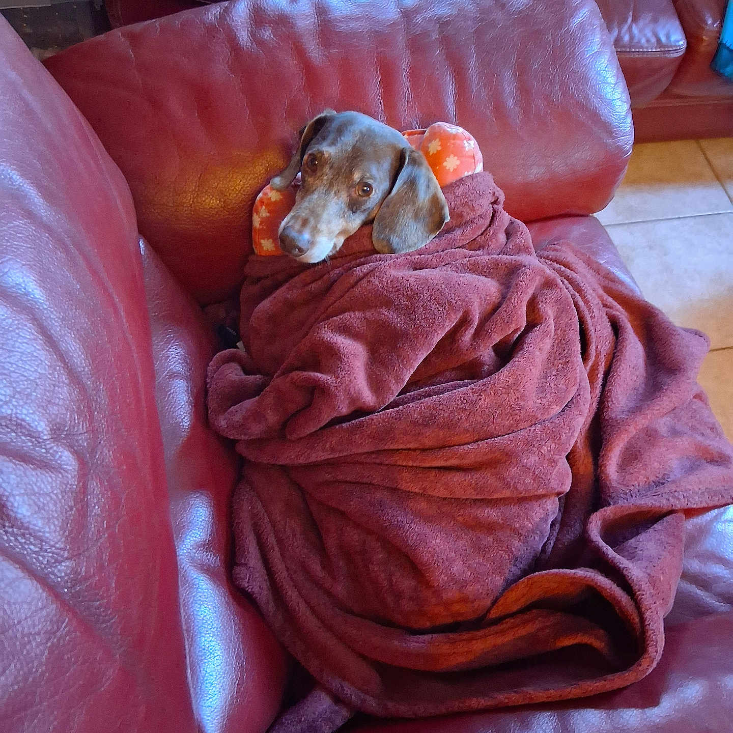 Monk a rejoint le concours — aidez-le/la à gagner de superbes lots ! animal, blanket, brown, canine, comfort, cozy, dog, floor_tile, fur, home, indoor, leather_couch, looking_up, pet, pillow, relaxed, resting, snug, soft, wrapped