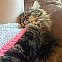 animal, blanket, cat, closeup, comfort, cozy, cushion, fluffy, fur, indoor, peaceful, pet, pink, relaxation, resting, sleeping, soft, tabby, warm_light, whiskers