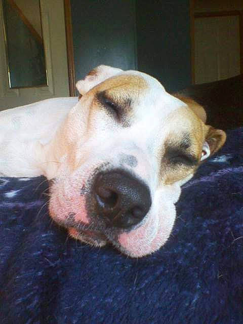 Chelsea is registered to the contest to win money with this photo: american_foxhound, basset_hound, beagle, canidae, carnivore, dog, dog_breed, fawn, harrier, hound, mammal, nose, snout, sporting_group, vertebrate, whiskers