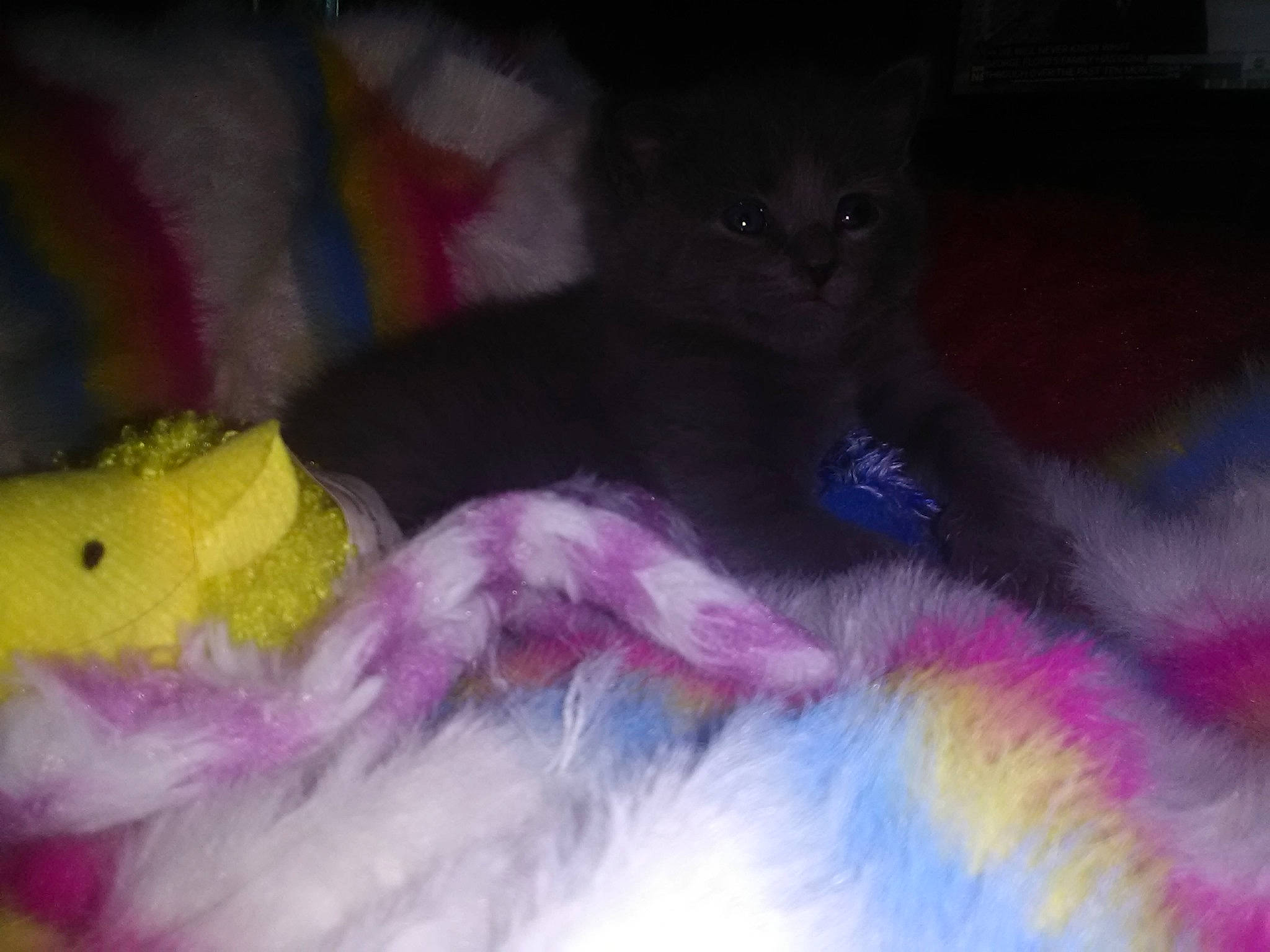 Mouse is registered to the contest to win money with this photo: art, black_cat, carnivore, cat, domestic_short_haired_cat, fawn, felidae, fur, magenta, paw, petal, pink, purple, small_to_medium_sized_cats, snout, tail, teddy_bear, toy, violet, whiskers