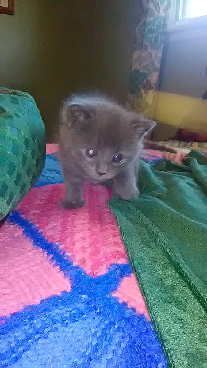 Mouse is registered to the contest to win money with this photo: black_cat, carnivore, cat, claw, comfort, domestic_short_haired_cat, electric_blue, fawn, felidae, flooring, fur, linens, magenta, pattern, paw, russian_blue, small_to_medium_sized_cats, tail, terrestrial_animal, whiskers