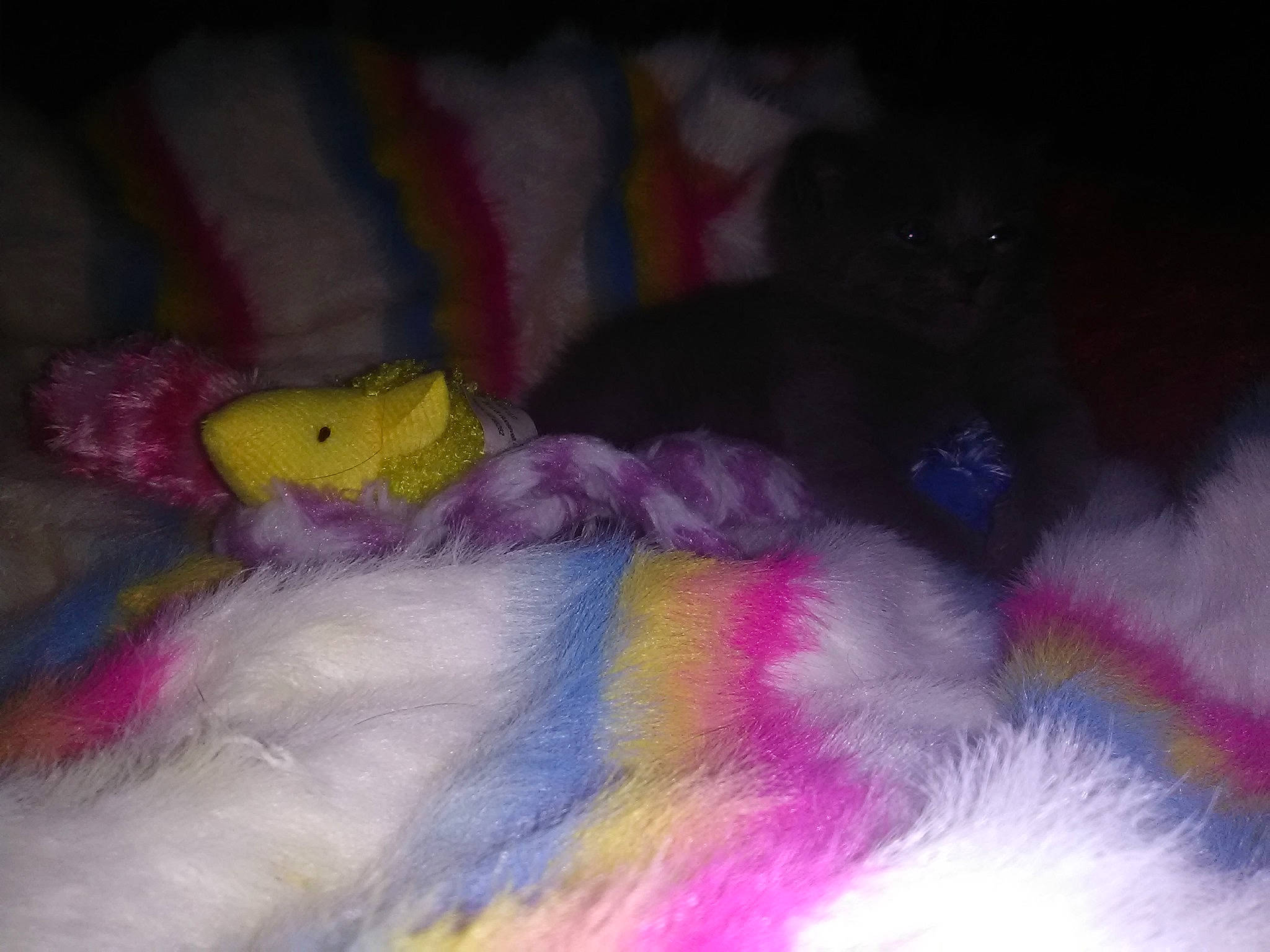 Mouse is registered to the contest to win money with this photo: art, cat, felidae, fur, magenta, paw, petal, pink, purple, rodent, room, small_to_medium_sized_cats, stuffed_toy, tail, teddy_bear, toy, vertebrate, violet, whiskers, wool