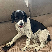 Joya participe au concours pour gagner de l'argent avec cette photo : dog, black_and_white, couch, sofa, pet, indoor, paw, smartphone, patterned, relaxed, animal, mammal, fur, window, plant, home, cozy, tongue_out, seated, living_room