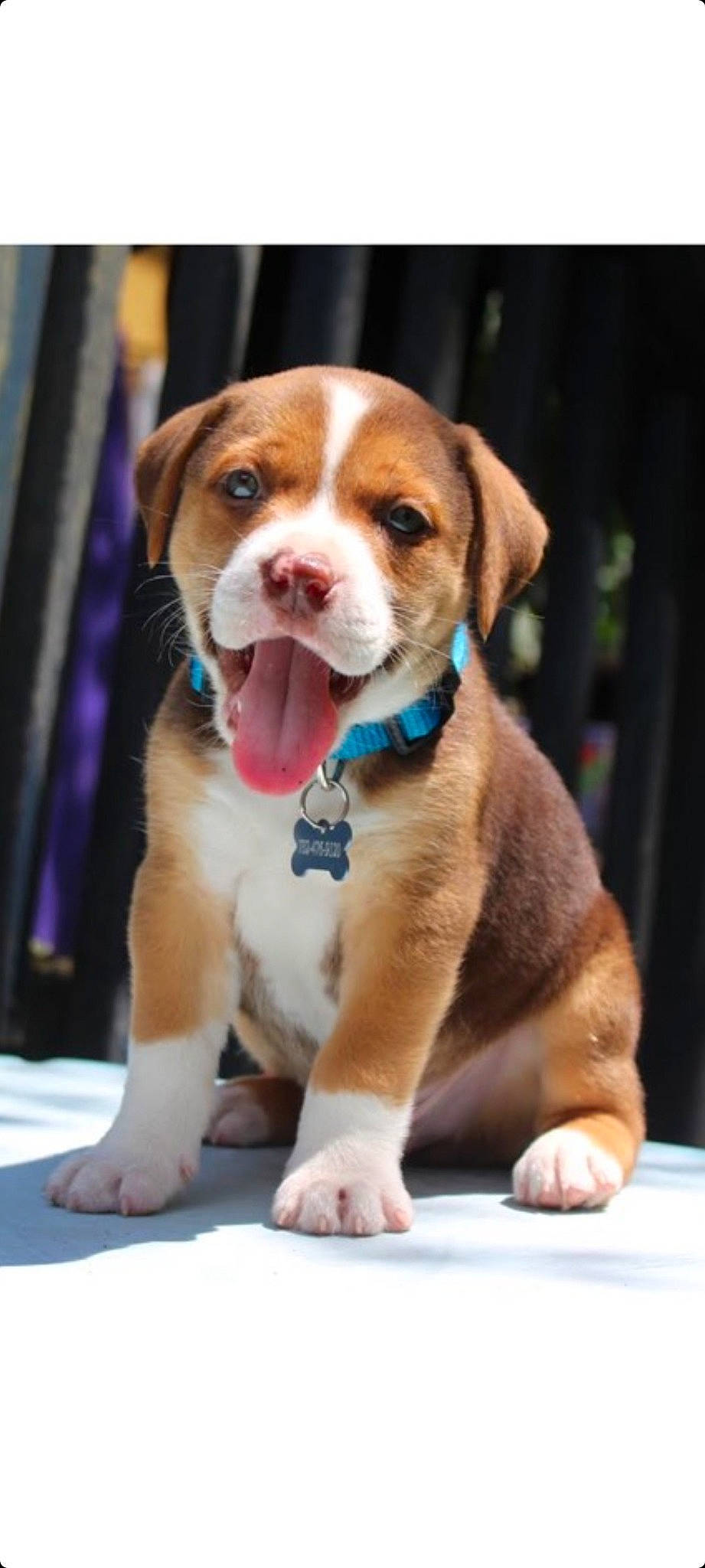 Boston joined the competition — help win amazing prizes! beagle, canidae, carnivore, collar, companion_dog, dog, dog_breed, dog_collar, fawn, fur, hound, leash, liver, pet_supply, puppy, scent_hound, snout, sporting_group, whiskers, working_animal