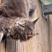 Vaïana participe au concours pour gagner de l'argent avec cette photo : cat, gray_cat, fluffy, yellow_eyes, wooden_deck, outdoor, pet, animal, fur, whiskers, ears, tail, curious, relaxed, side_view, daylight, nature, close_up, mammal, domestic_animal