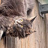 animal, cat, close_up, curious, daylight, domestic_animal, ears, fluffy, fur, gray_cat, mammal, nature, outdoor, pet, relaxed, side_view, tail, whiskers, wooden_deck, yellow_eyes