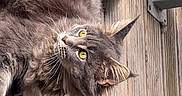 Vaïana a rejoint le concours — aidez-le/la à gagner de superbes lots ! cat, gray_cat, yellow_eyes, fluffy_fur, wooden_deck, outdoor, pet, animal, feline, curious, relaxed, natural_light, texture, whiskers, ears, tail, close_up, looking_up, domestic_cat, resting