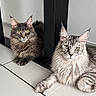 Vaïana participe au concours pour gagner de l'argent avec cette photo : cat, maine_coon, feline, pet, domestic_animal, long_hair, yellow_eyes, green_eyes, floor, tile_floor, black_furniture, table_leg, indoor, relaxed, resting, whiskers, ears, paw, two_cats, looking