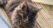 Vaïana participe au concours pour gagner de l'argent avec cette photo : animal, cat, daytime, domestic_cat, ears, feline, fluffy, fur, glass, gray_cat, looking_away, natural_light, outdoor, paw, pet, relaxed, resting, texture, whiskers, wooden_deck