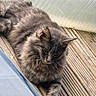 animal, cat, daytime, domestic_cat, ears, feline, fluffy, fur, glass, gray_cat, looking_away, natural_light, outdoor, paw, pet, relaxed, resting, texture, whiskers, wooden_deck