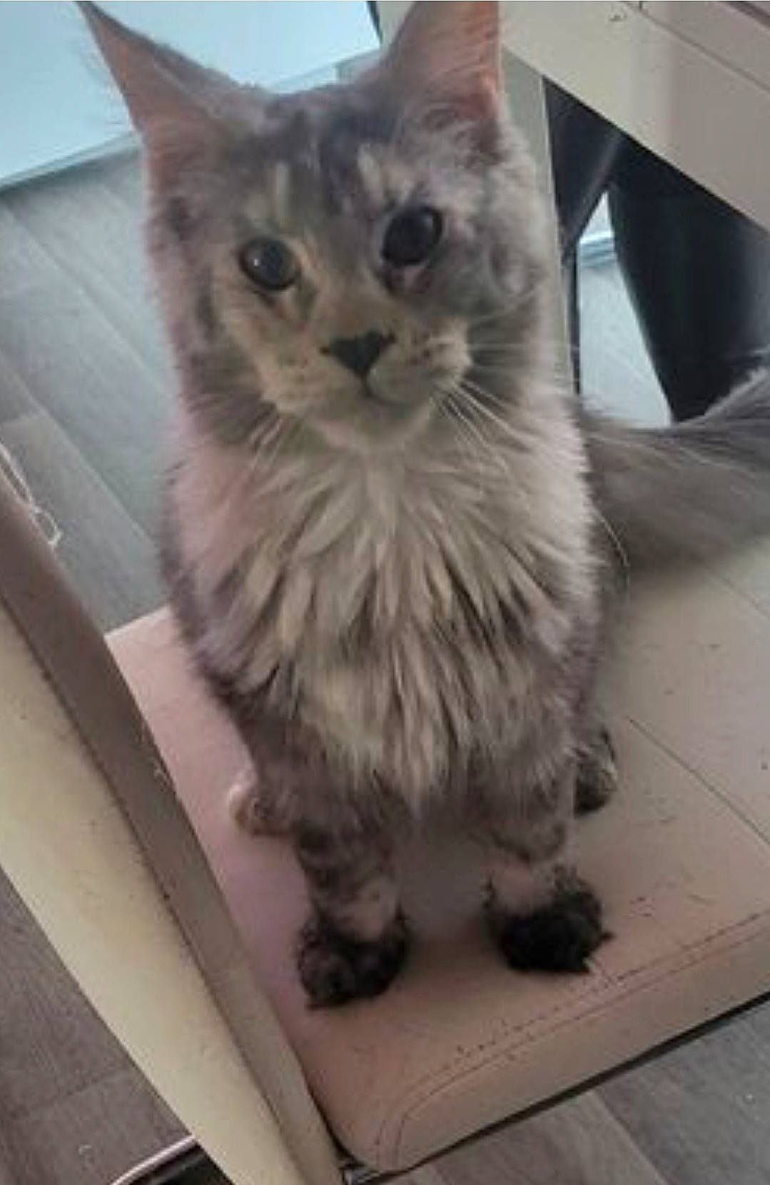 Nana a rejoint le concours — aidez-le/la à gagner de superbes lots ! birman, carnivore, cat, domestic_short_haired_cat, felidae, flooring, fur, paw, small_to_medium_sized_cats, snout, tail, tonkinese, whiskers, wood