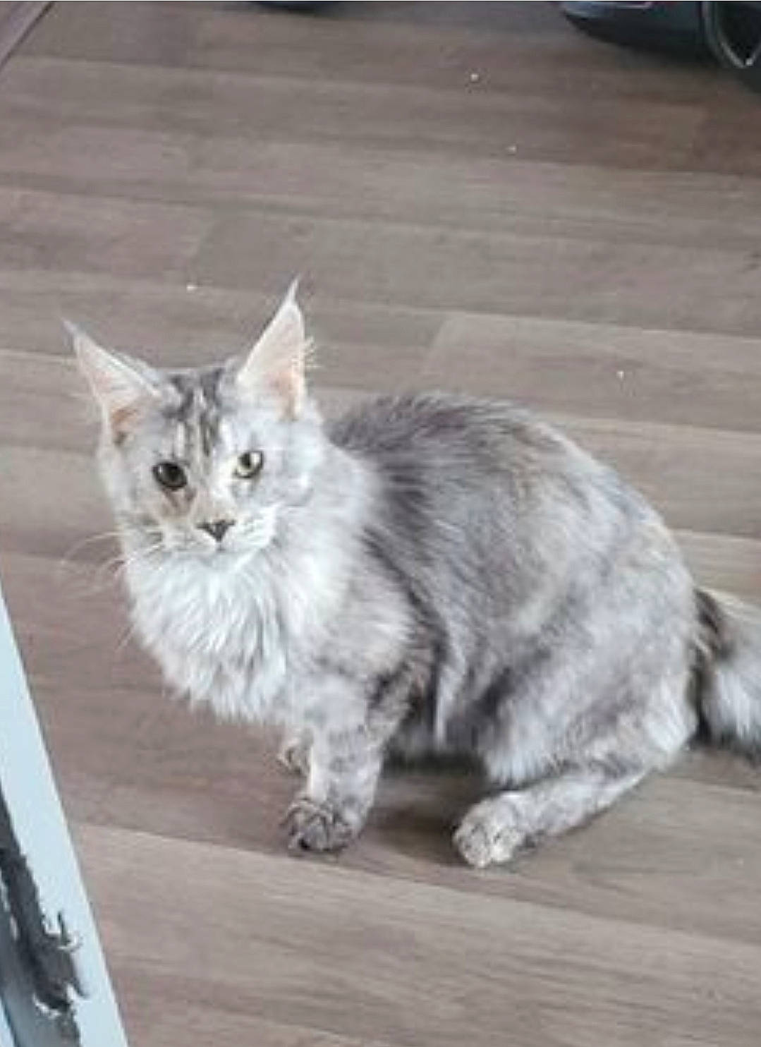 Nana participe au concours pour gagner de l'argent avec cette photo : british_longhair, carnivore, cat, claw, domestic_short_haired_cat, felidae, flooring, fur, grey, hardwood, maine_coon, mammal, paw, road_surface, small_to_medium_sized_cats, tail, terrestrial_animal, whiskers, wood