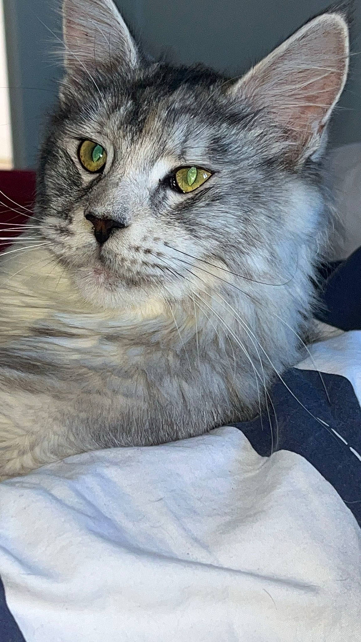 Nana participe au concours pour gagner de l'argent avec cette photo : carnivore, cat, comfort, domestic_short_haired_cat, door, felidae, fur, grey, small_to_medium_sized_cats, snout, terrestrial_animal, whiskers, window