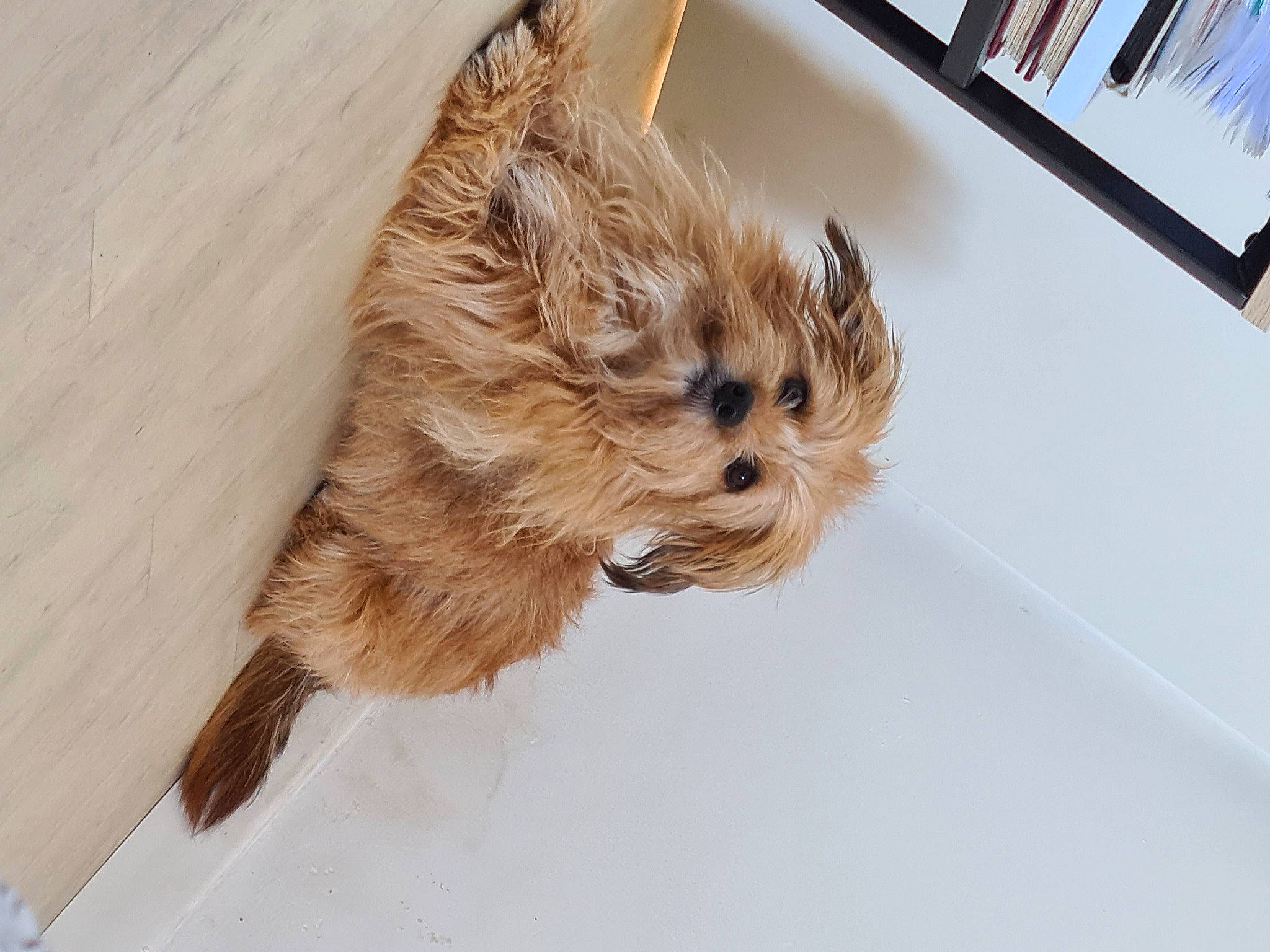 Folasse participe au concours pour gagner de l'argent avec cette photo : canidae, carnivore, companion_dog, dog, dog_breed, fawn, felidae, flooring, fur, liver, picture_frame, small_terrier, snout, sporting_group, terrier, toy_dog, whiskers, wood, working_animal, yorkshire_terrier