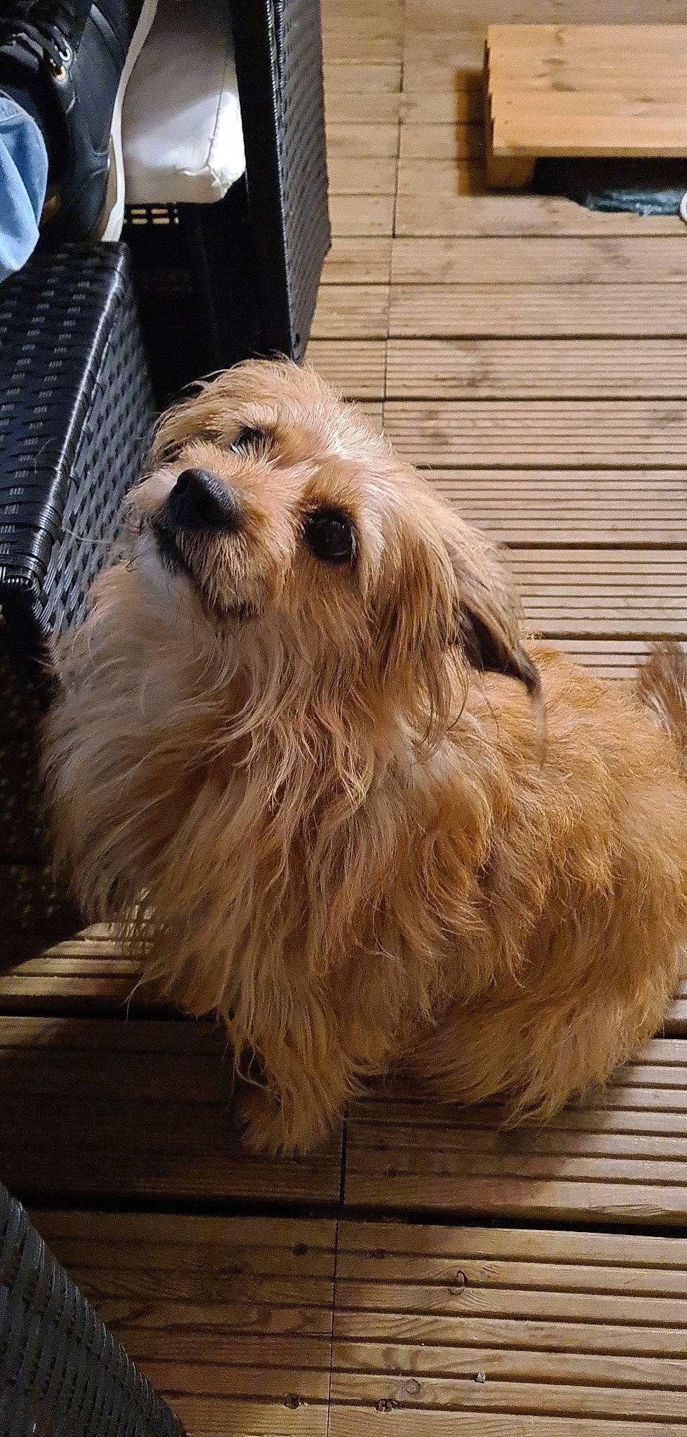 Folasse participe au concours pour gagner de l'argent avec cette photo : building, canidae, carnivore, companion_dog, dog, dog_breed, fawn, fur, liver, pet_supply, small_terrier, snout, sporting_group, terrestrial_animal, terrier, toy_dog, whiskers, window, wood, working_animal