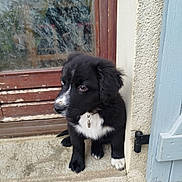 Ayko a rejoint le concours — aidez-le/la à gagner de superbes lots ! puppy, dog, black_and_white, sitting, doorway, collar, tag, white_paws, white_chest, fluffy, outdoor, entrance, door, window, stone, concrete, weathered, side_eye, portrait, pet