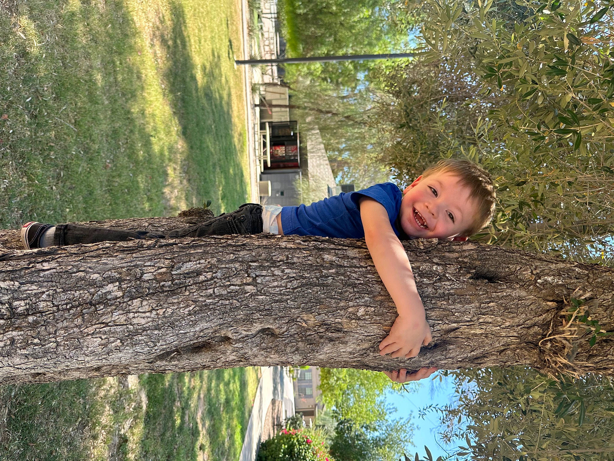 Gabriel is registered to the contest to win money with this photo: branch, forest, fun, grass, grass_family, happy, joy, leaf, leisure, light, nature, people_in_nature, person, photograph, plant, smile, spring, toddler, tree, trunk