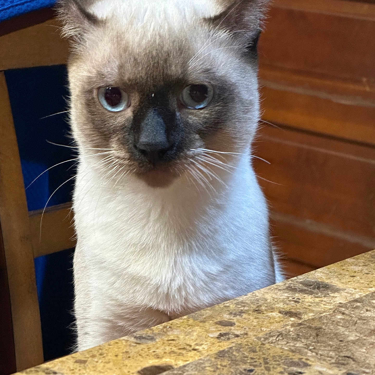 Wuero is registered to the contest to win money with this photo: animal, blue_chair, cat, chair, close_up, curious, domestic_animal, ears, face, feline, fur, household, indoor, marble_table, pet, siamese, sitting, table, whiskers, wooden_background