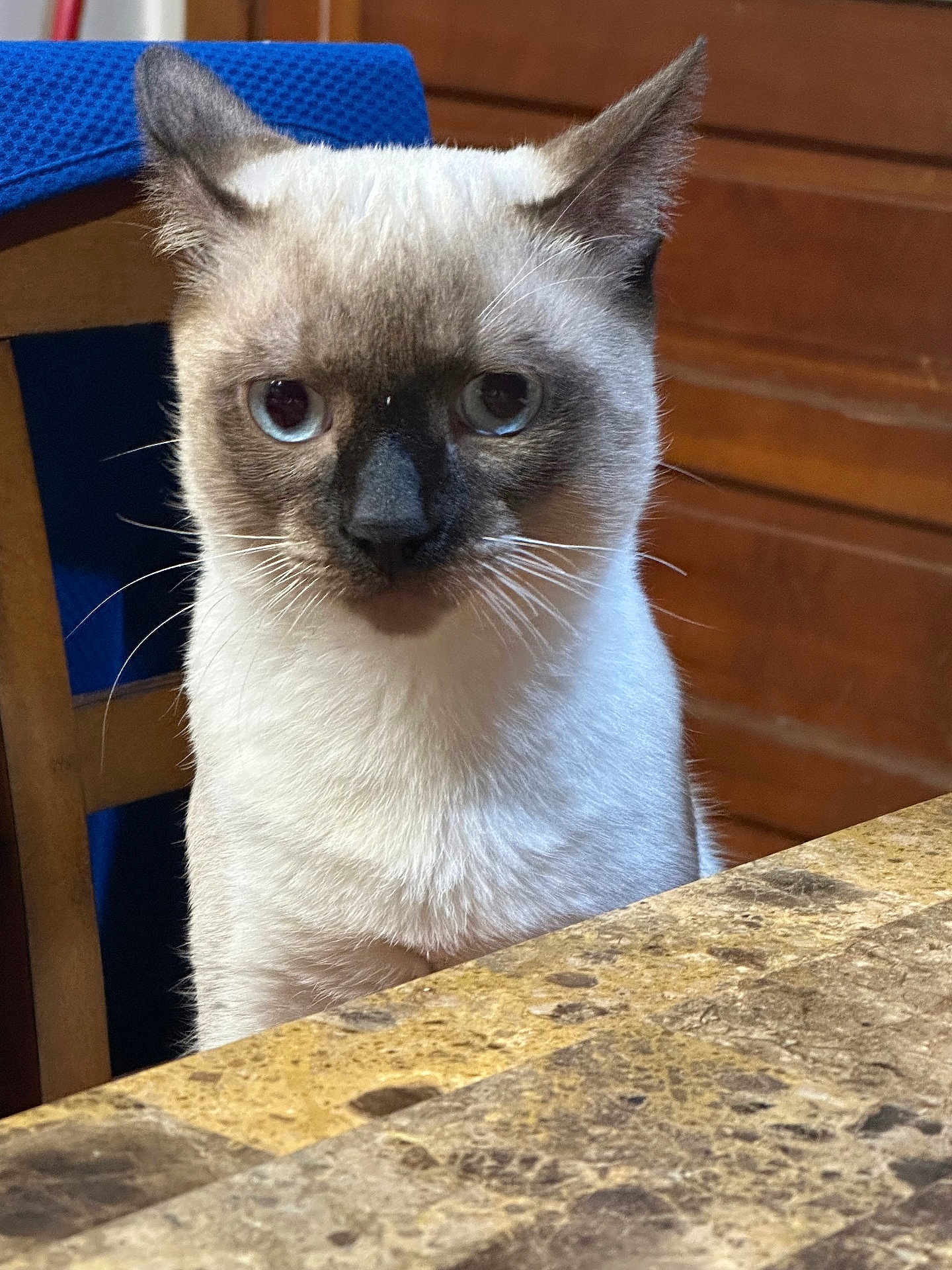 Wuero is registered to the contest to win money with this photo: cat, siamese, table, chair, wooden_background, indoor, feline, pet, fur, whiskers, ears, face, curious, sitting, blue_chair, marble_table, close_up, domestic_animal, animal, household