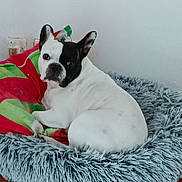 Sweety a rejoint le concours — aidez-le/la à gagner de superbes lots ! dog, french_bulldog, pet, bed, blanket, fur, animal, indoor, resting, cozy, white_wall, curious, side_view, looking, ears, snout, floor, domestic, companion, cute