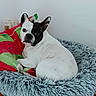 dog, french_bulldog, pet, bed, blanket, fur, animal, indoor, resting, cozy, white_wall, curious, side_view, looking, ears, snout, floor, domestic, companion, cute
