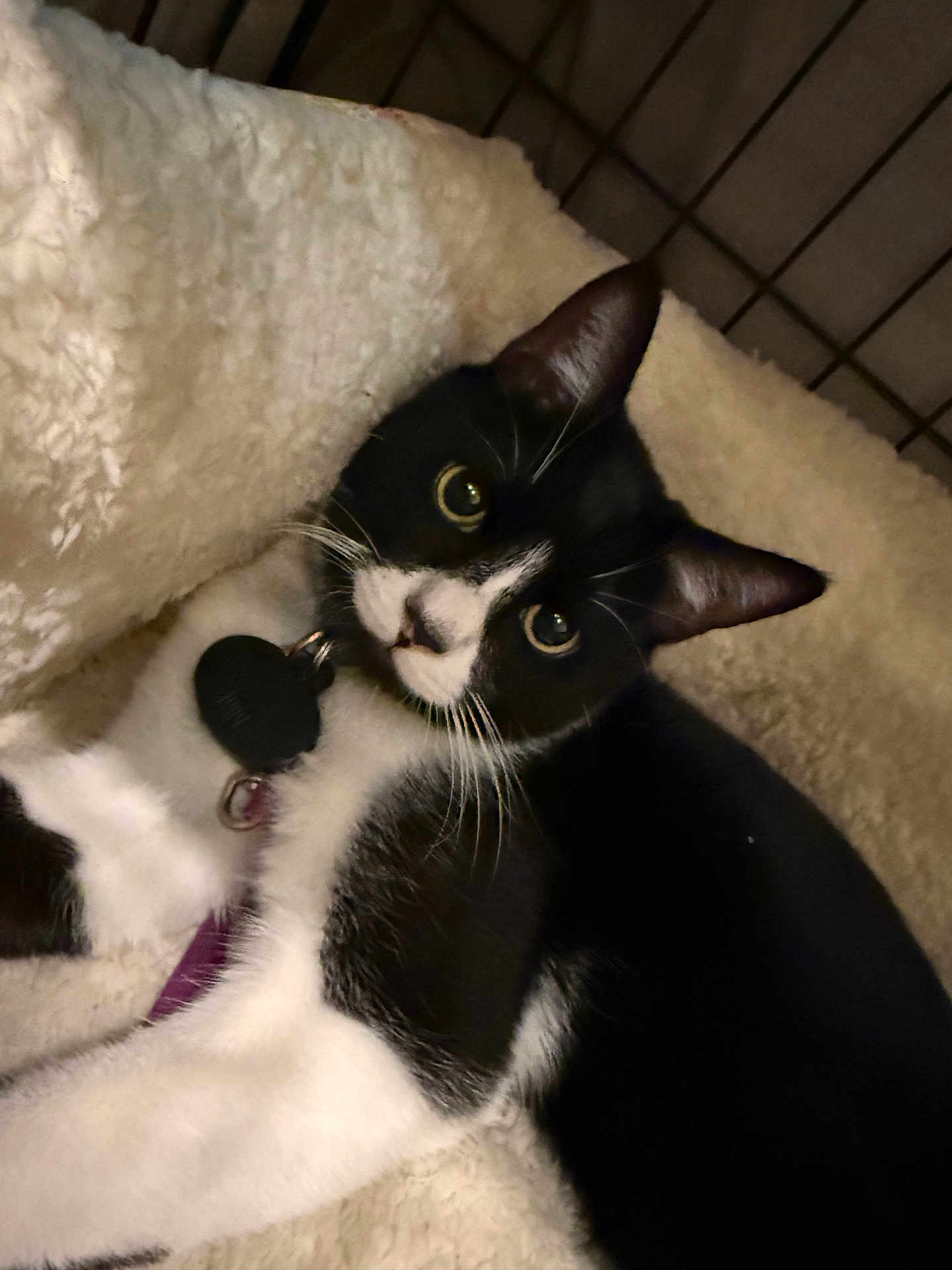 Cc. joined the competition — help win amazing prizes! cat, black_and_white, pet, indoor, blanket, cozy, fur, whiskers, collar, curious, cute, relaxed, animal, mammal, domestic, sleeping_area, soft, comfort, closeup, resting