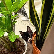 Cc. joined the competition — help win amazing prizes! cat, kitten, plant, potted_plant, green_leaves, indoor, curious, peeking, black_and_white, floor, pot, soil, leaf, home, animal, pet, cute, young, hiding, nature