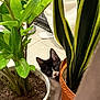 cat, kitten, plant, potted_plant, green_leaves, indoor, curious, peeking, black_and_white, floor, pot, soil, leaf, home, animal, pet, cute, young, hiding, nature