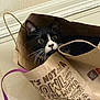 cat, paper_bag, black_and_white, curious, wide_eyes, indoor, floor, whiskers, ears, face, pet, domestic_animal, brown, text, handle, container, playful, hiding, cute, animal