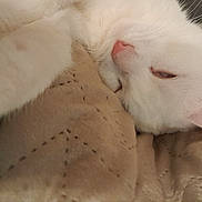 Leuffy participe au concours pour gagner de l'argent avec cette photo : animal, blanket, cat, closeup, comfort, cozy, cute, domestic_cat, feline, fur, indoor, nap, pet, pink_nose, relaxed, resting, sleeping, soft, whiskers, white_cat
