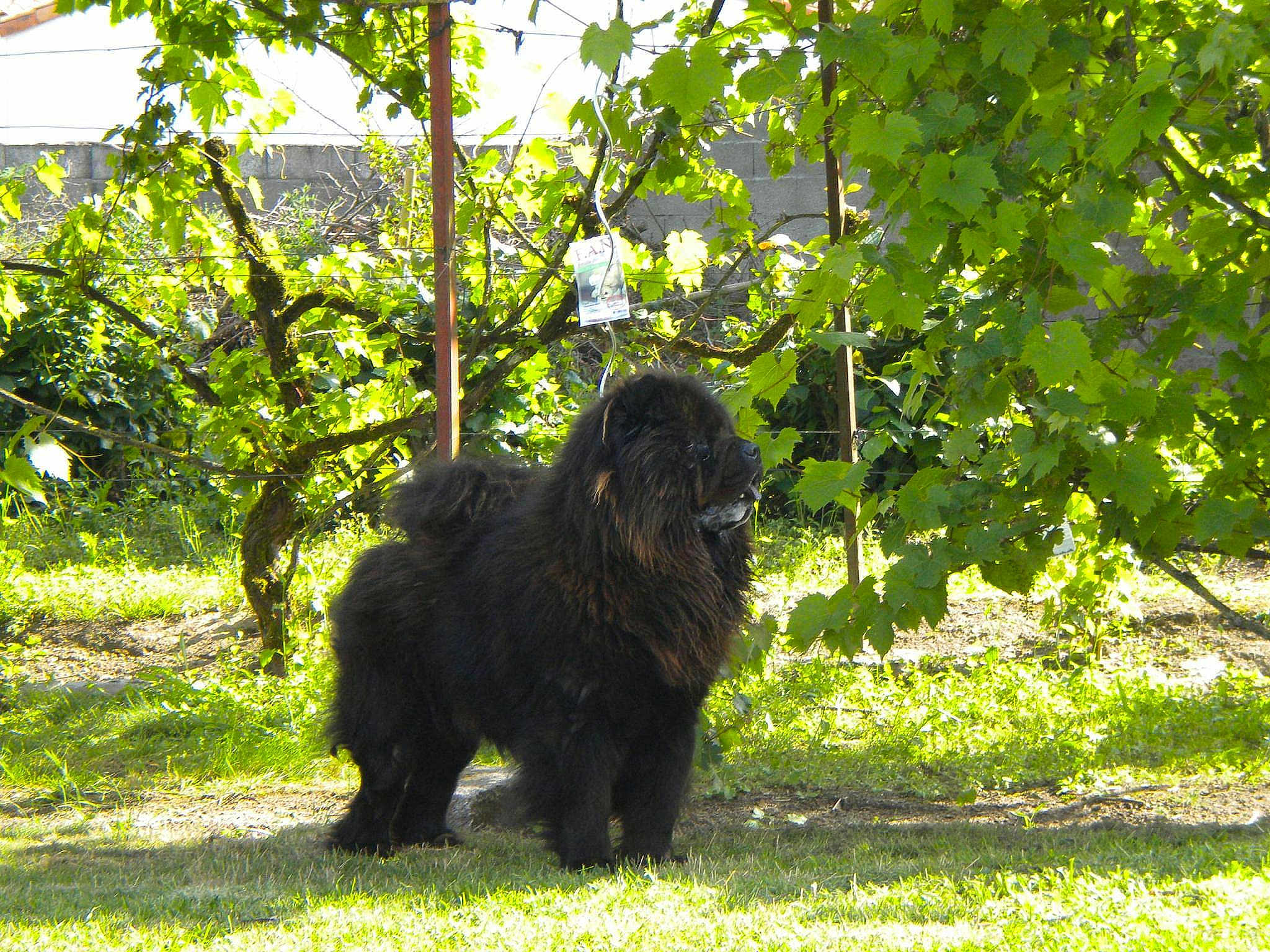 Chong Fu participe au concours pour gagner de l'argent avec cette photo :