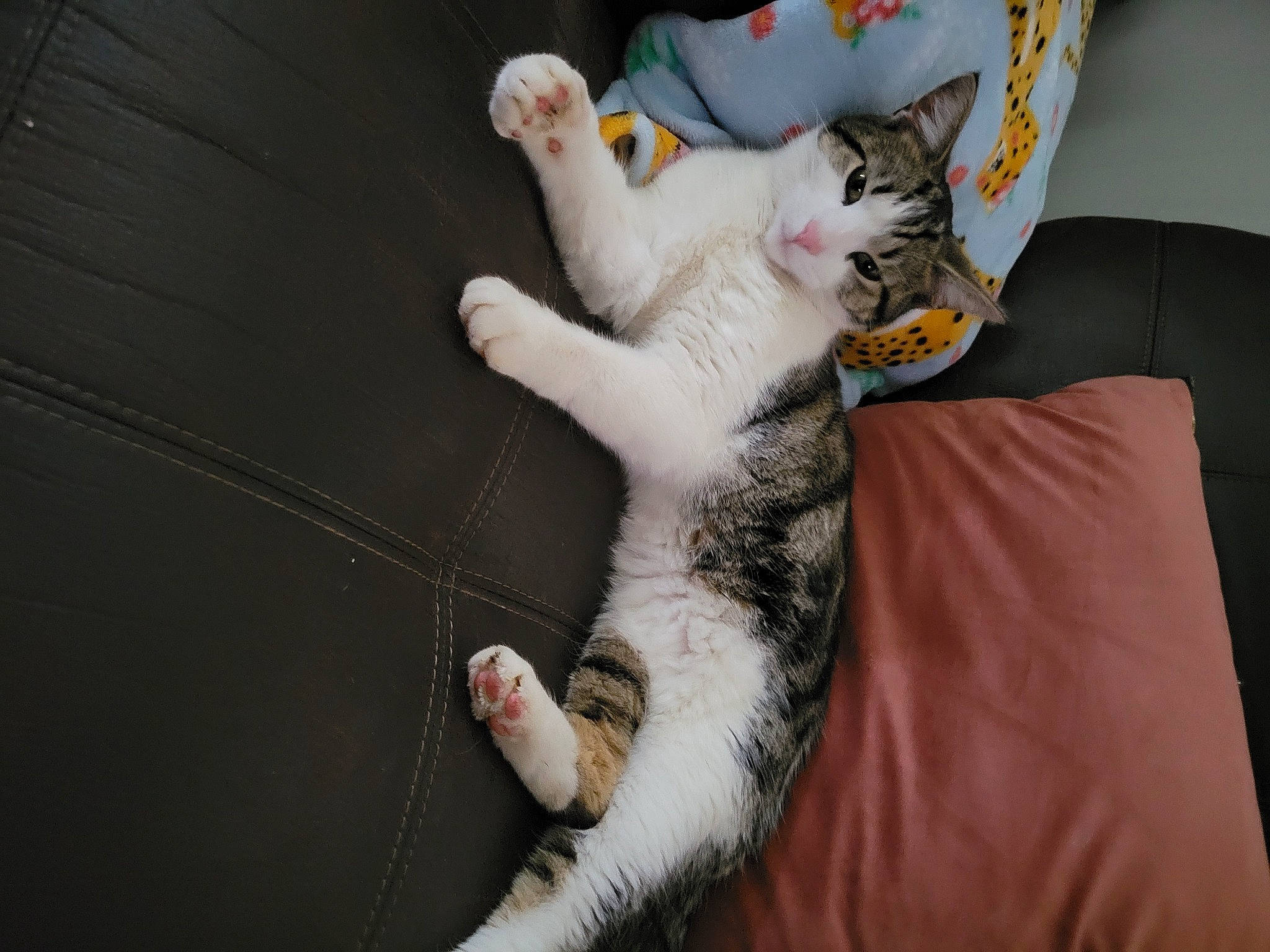 King joined the competition — help win amazing prizes! canidae, carnivore, cat, claw, comfort, companion_dog, couch, domestic_short_haired_cat, felidae, fur, gesture, lap, nail, paw, remote_control, room, small_to_medium_sized_cats, stuffed_toy, tail, whiskers