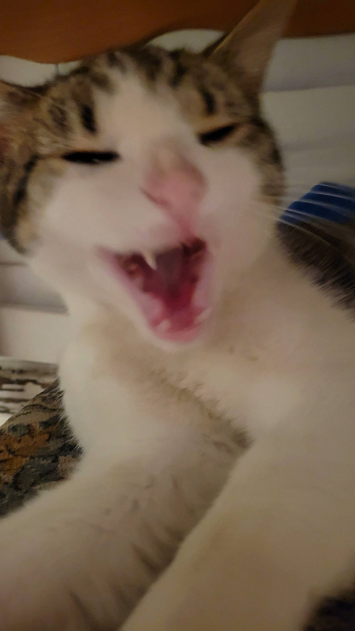 King is registered to the contest to win money with this photo: carnivore, cat, domestic_short_haired_cat, fang, felidae, fur, jaw, paw, roar, small_to_medium_sized_cats, smile, snout, tail, whiskers, yawn